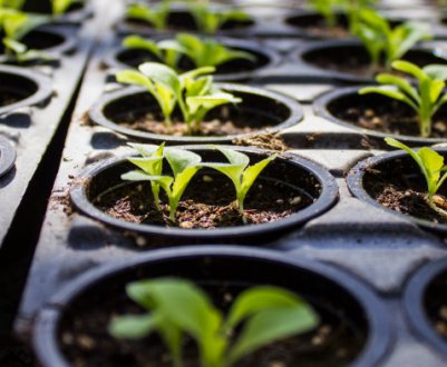 Сезон 2022 відкрито! Що посіяти на розсаду у першу чергу?