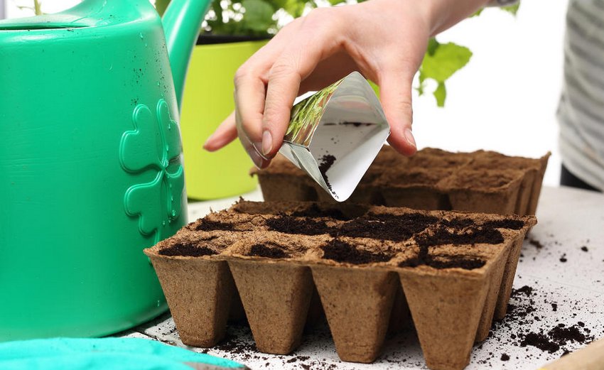 Посадка на розсаду Посадка на розсаду