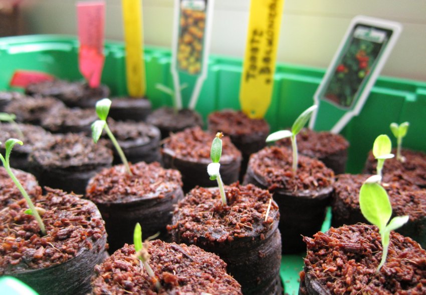 Розсада Розсада