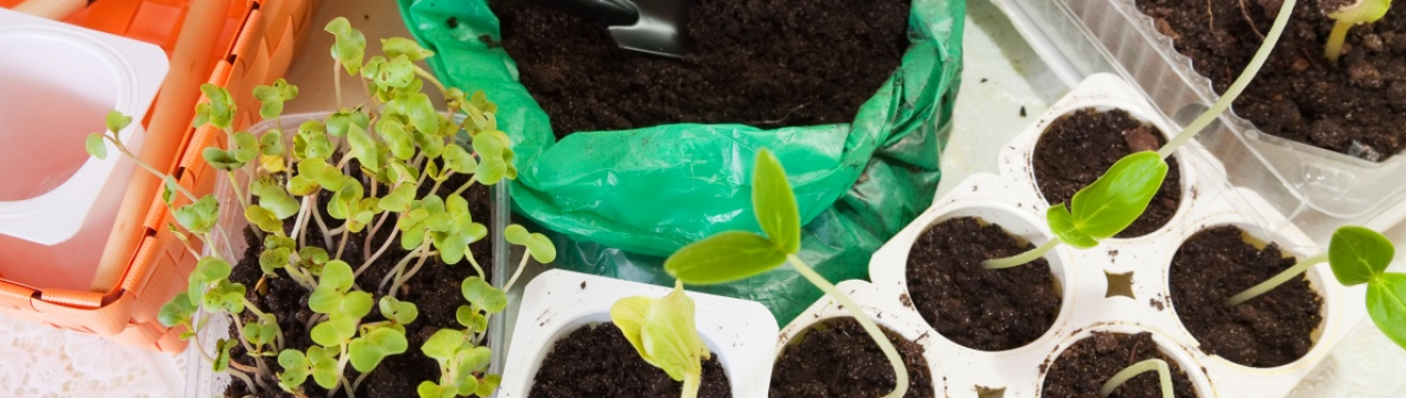 Коли садити томати, огірки і перець на розсаду? Місячний календар 2022