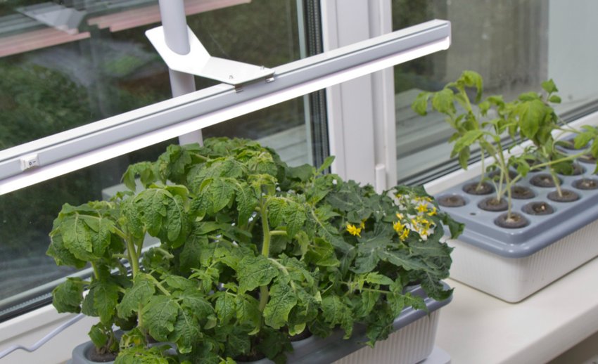 Освітлення для розсади Освітлення для розсади