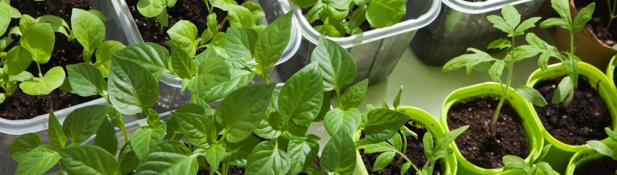 5 справ, які потрібно встигнути зробити до посіву насіння на розсаду