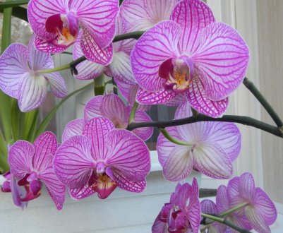 Що робити після того, як відцвіла орхідея?