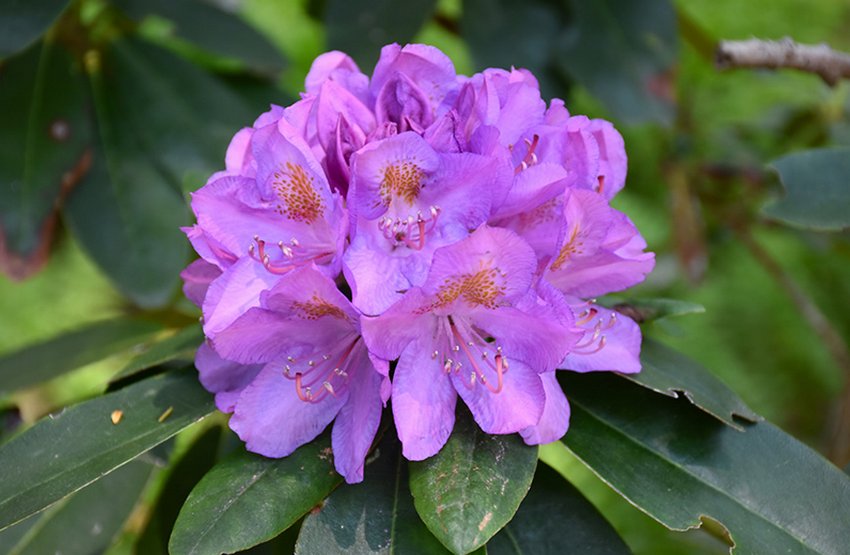 Рододендрон Grandiflorum