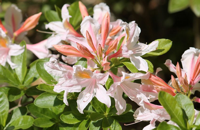 Рододендрон Ірена Костер