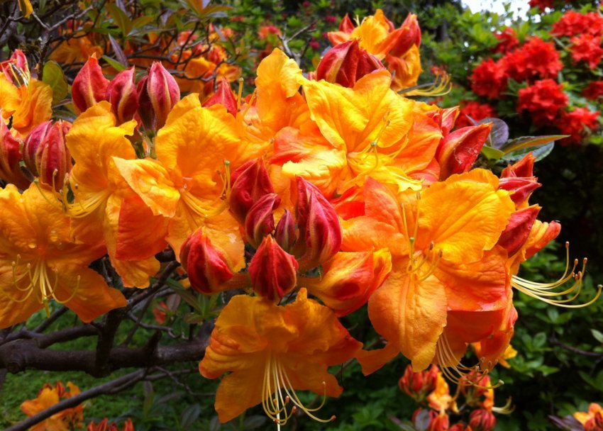 Рододендрон Клондайк