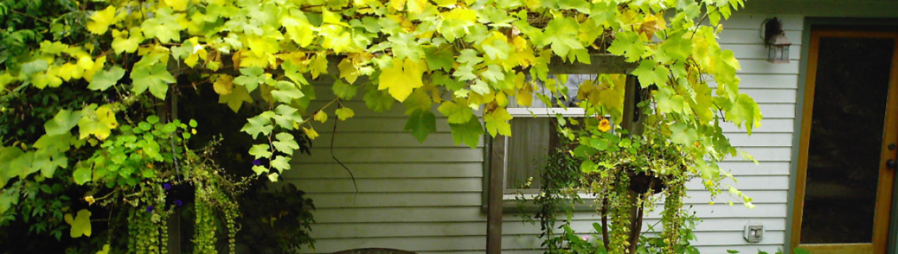 Як формувати виноград для альтанки