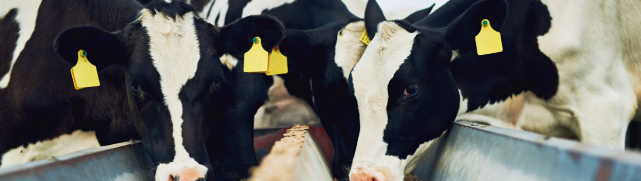 У 2022 році передбачається значне зниження витрат на корми для молочного скотарства