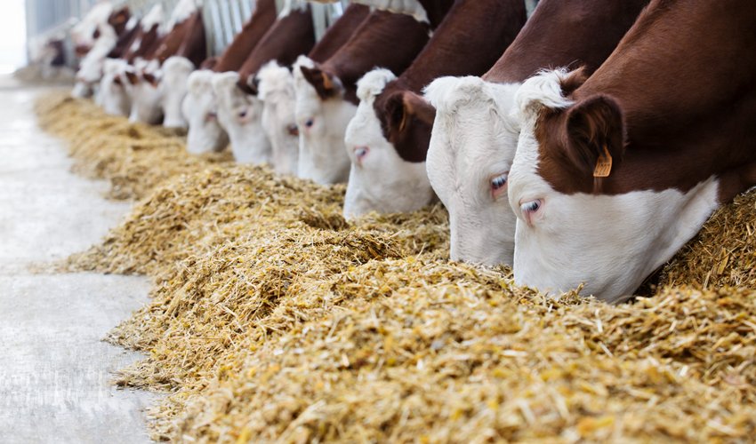 Корова їсть корм