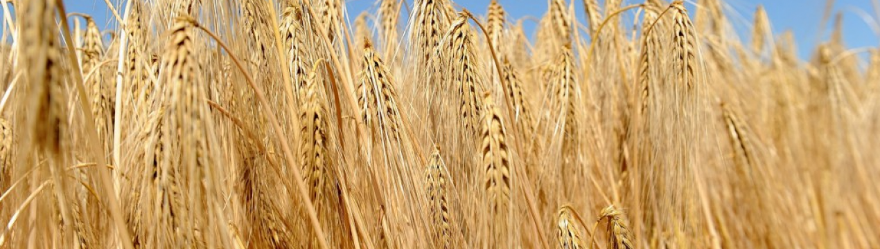 Україна вже відправила на експорт 5,3 млн тонн ячменю