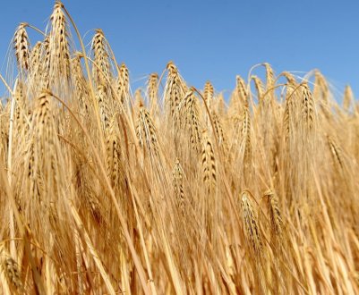 Україна вже відправила на експорт 5,3 млн тонн ячменю