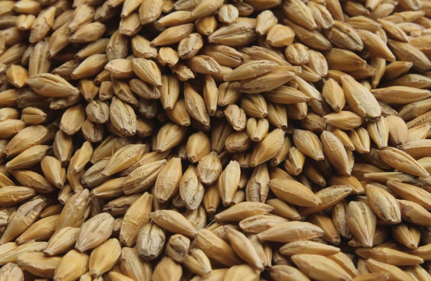 Експорт ячменю Експорт ячменю