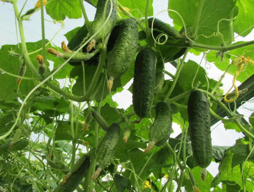 Огірки Сюзанна F1 Огірки Сюзанна F1