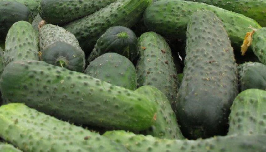 Меренга Огурцы Купить Семена