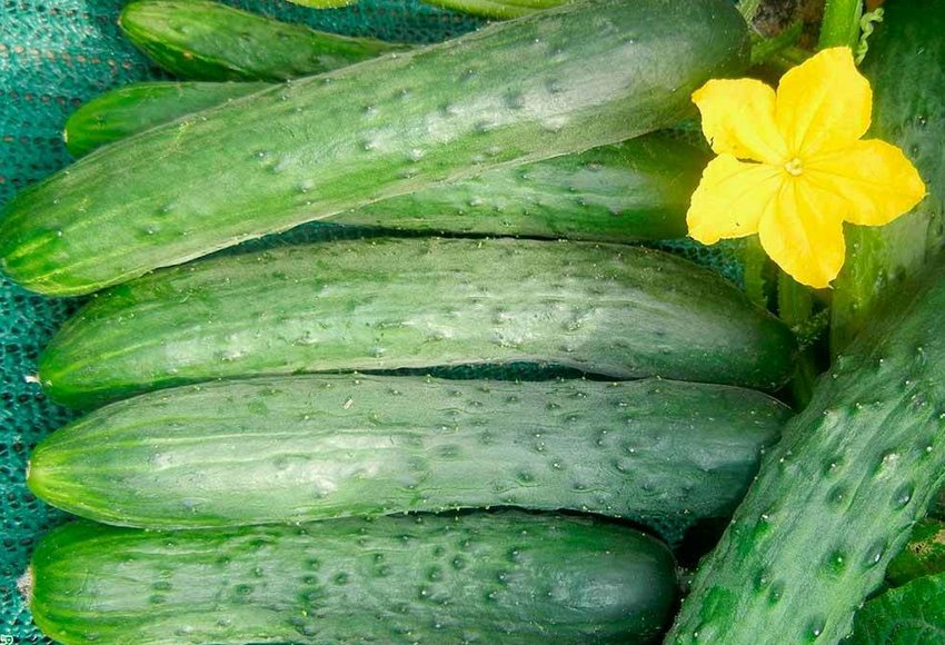 Огірок сорту Зозуля F1 Огірок сорту Зозуля F1