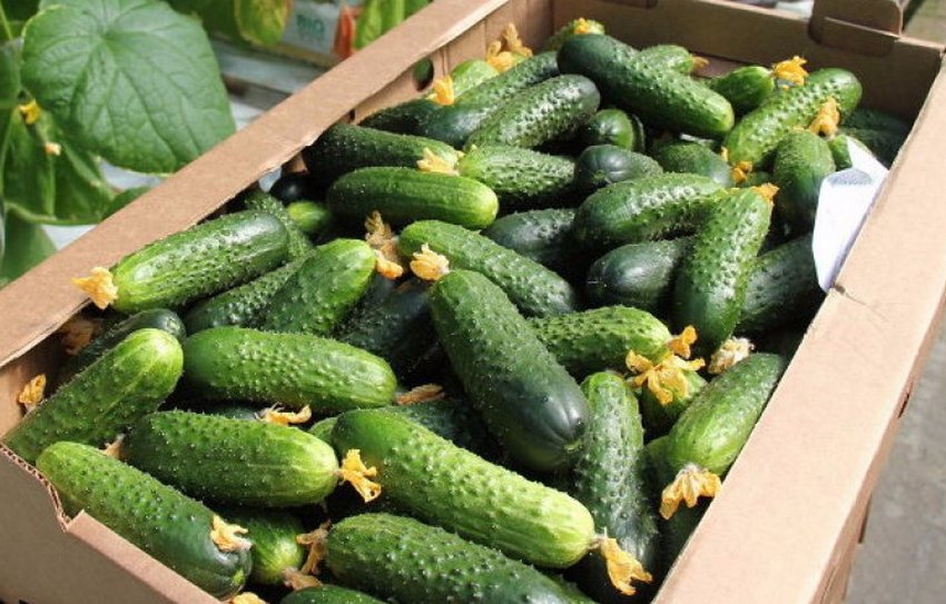 Огірки сорту Ніжинський 12 Огірки сорту Ніжинський 12