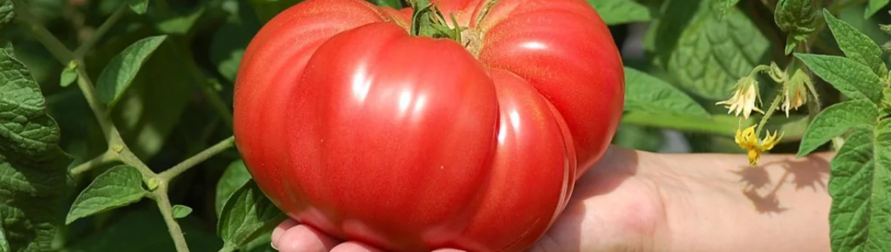 Це додаток надає врожай великих помідорів