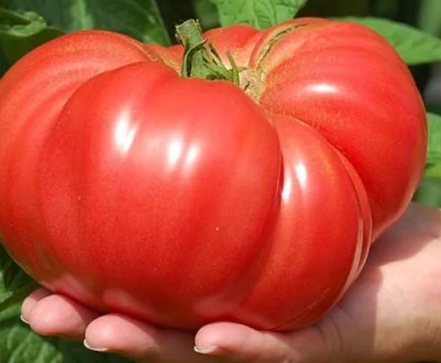 Це додаток надає врожай великих помідорів