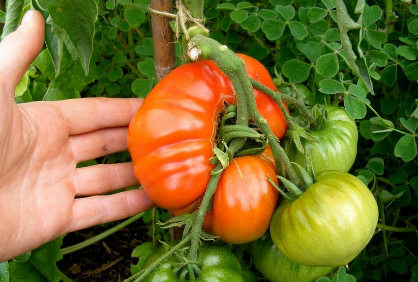 Великі томати Великі томати