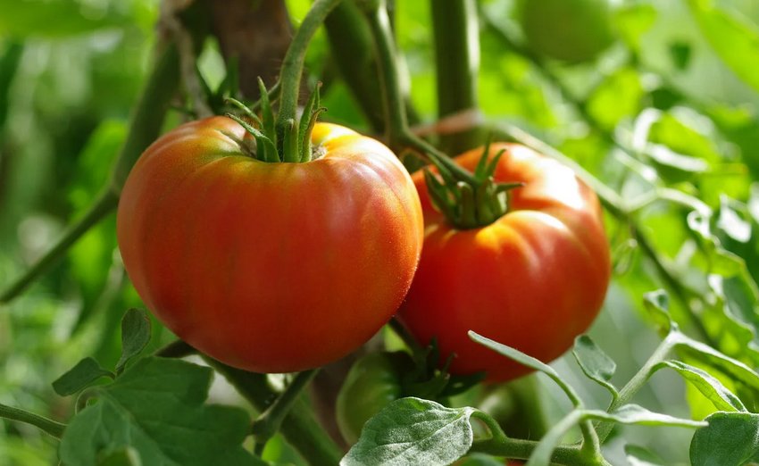 Великі помідори Великі помідори