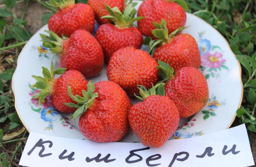 Клубніка Кімберлі Клубніка Кімберлі