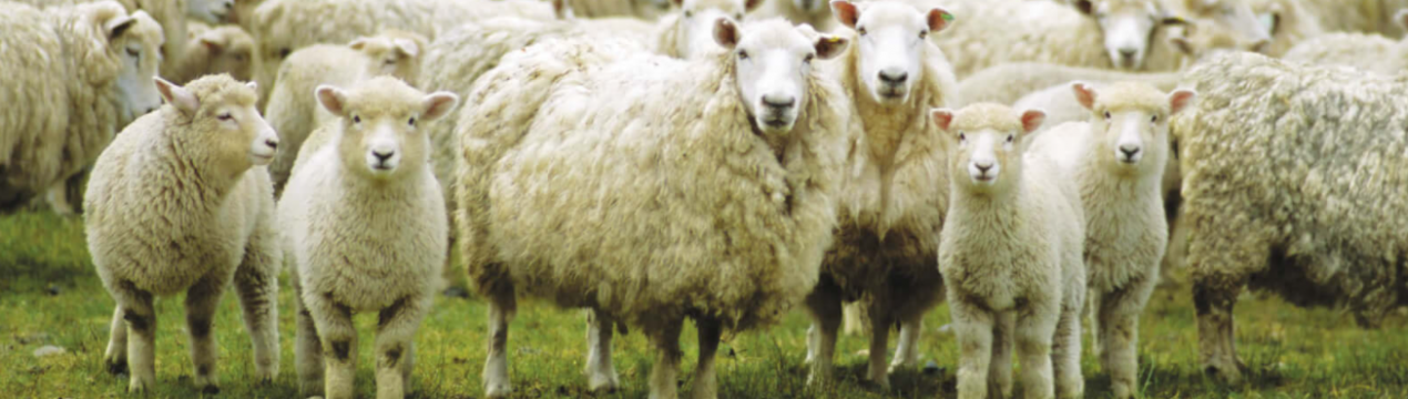 В Україні значно збільшилося поголілля вівцей та кіз