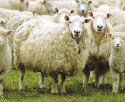 В Україні значно збільшилося поголілля вівцей та кіз