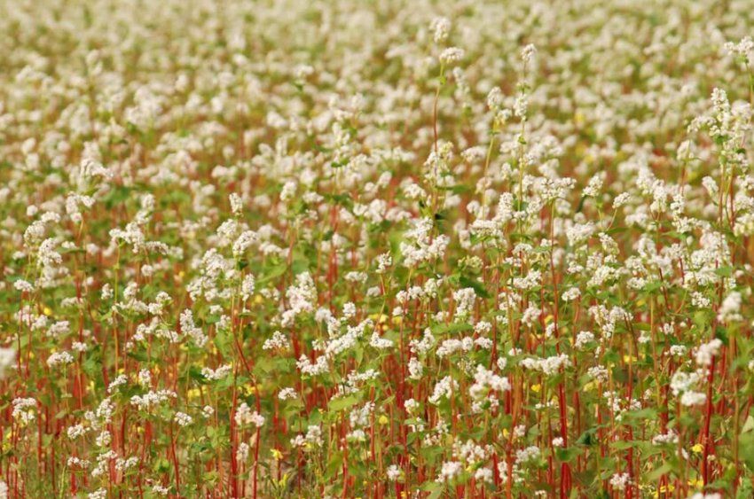 Гречка Гречка