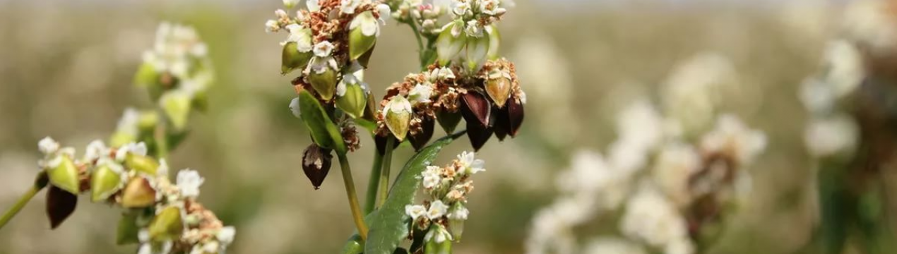 Українські фермери відмовляються вирощувати гречку: причини