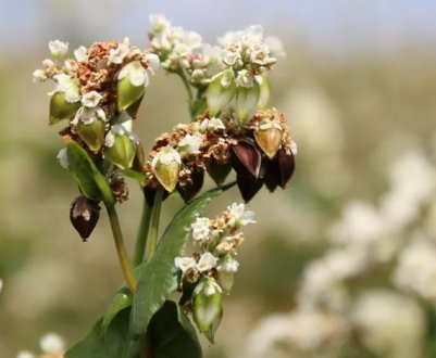 Українські фермери відмовляються вирощувати гречку: причини