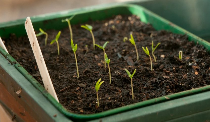 Сходи розсади Сходи розсади