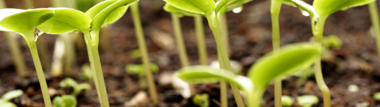 Як досягти швидкого та дружнього виведення розсади
