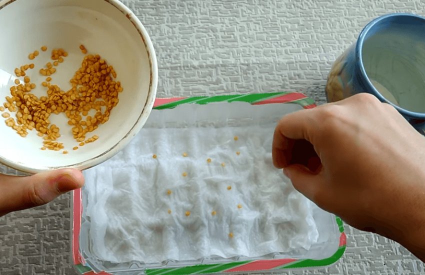 Замочування насіння перед посівом розсади Замочування насіння перед посівом розсади