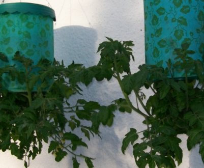 Помідори догоре ногами: що дає такий спосіб вирощування