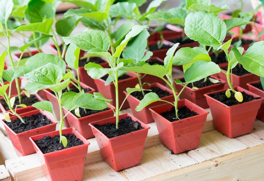 Розсада баклажанів