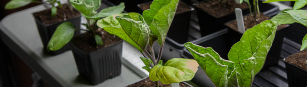 Коли садити баклажани на розсаду за місячним календарем 2022?