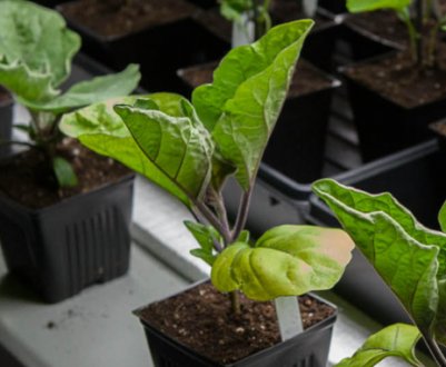 Коли садити баклажани на розсаду за місячним календарем 2022?