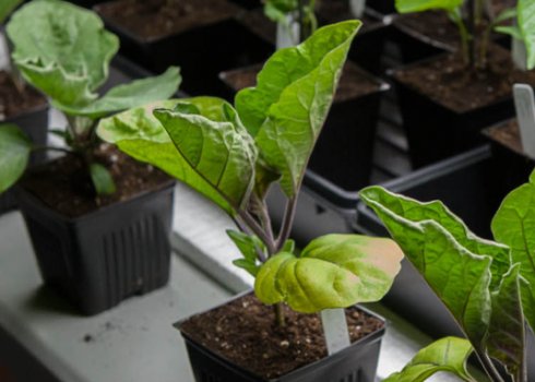 Когда сажать баклажаны на рассаду по лунному календарю 2022?