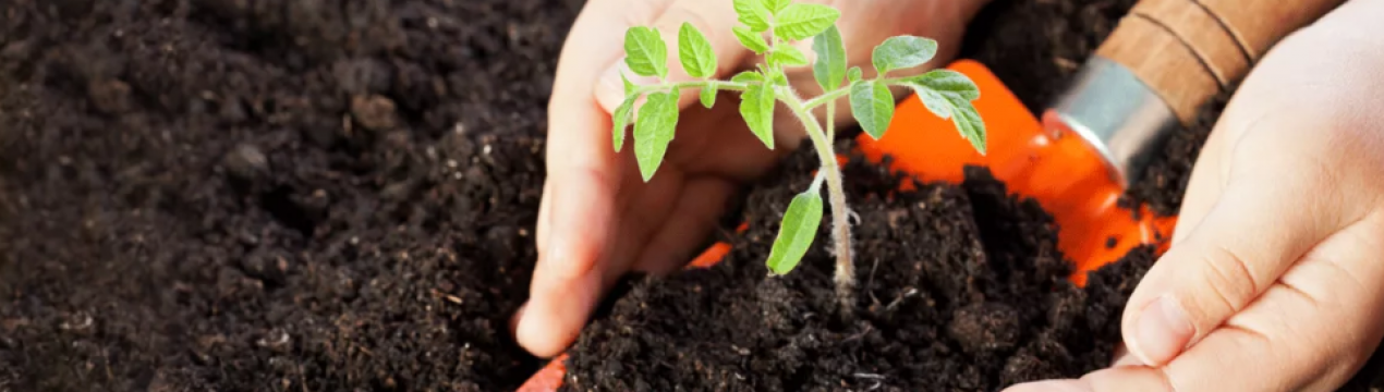 Без цього помідори не саджу. Супердодатки в ґрунт