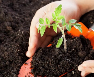 Без цього помідори не саджу. Супердодатки в ґрунт