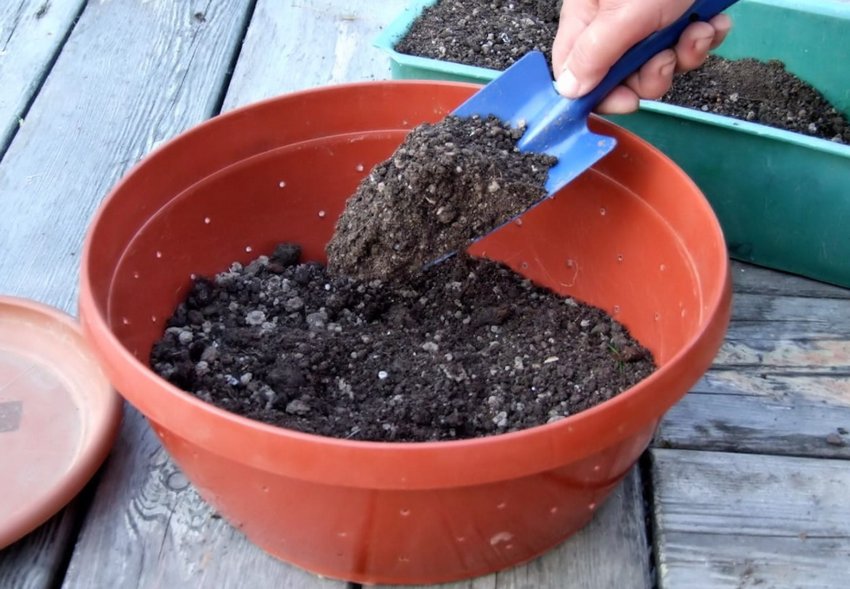 Ґрунтова суміш для розсади