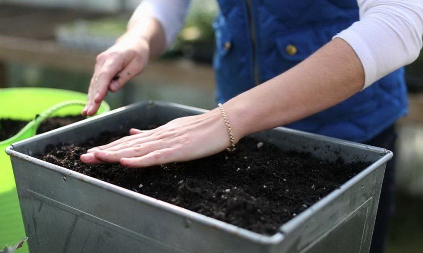 Ґрунт для розсади томатів