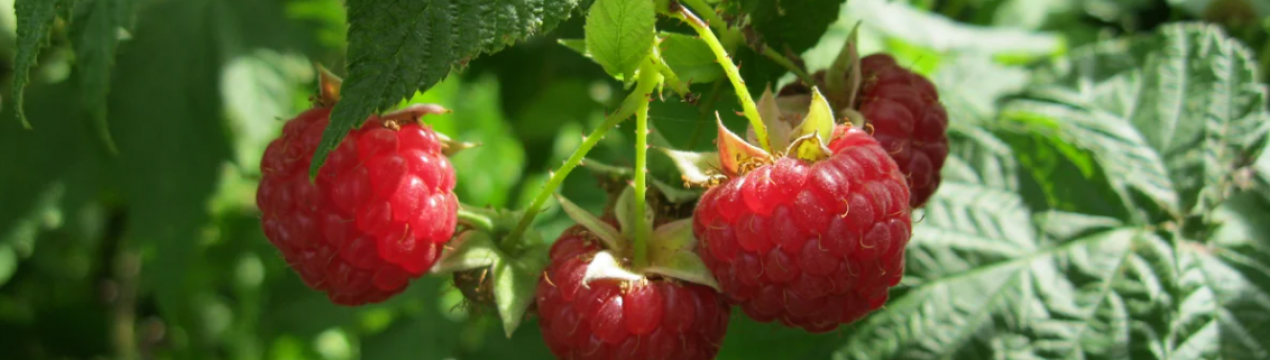 Ягід буде настільки багато, що тар не вистачить! Календар догляду за малиною по місяцях
