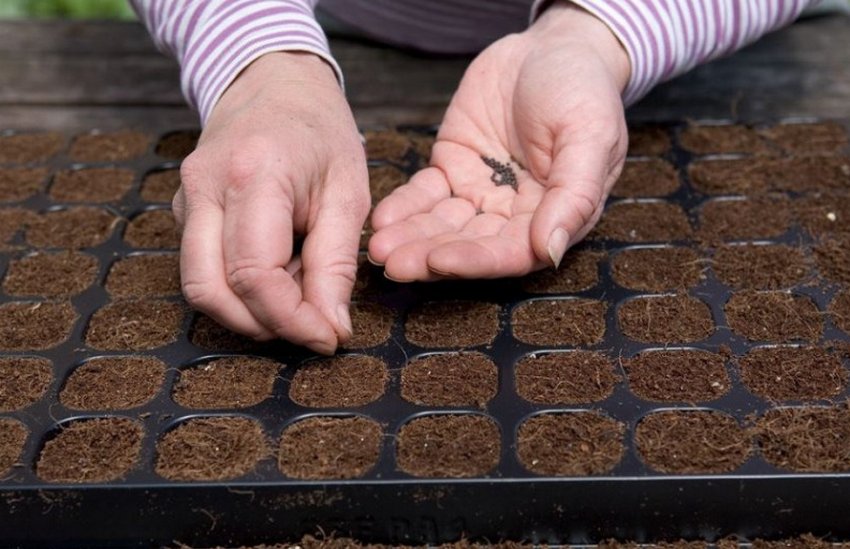 Посадка на розсаду Посадка на розсаду