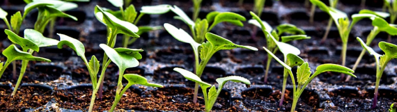 Календар садівника: що посіяти на розсаду в лютому?