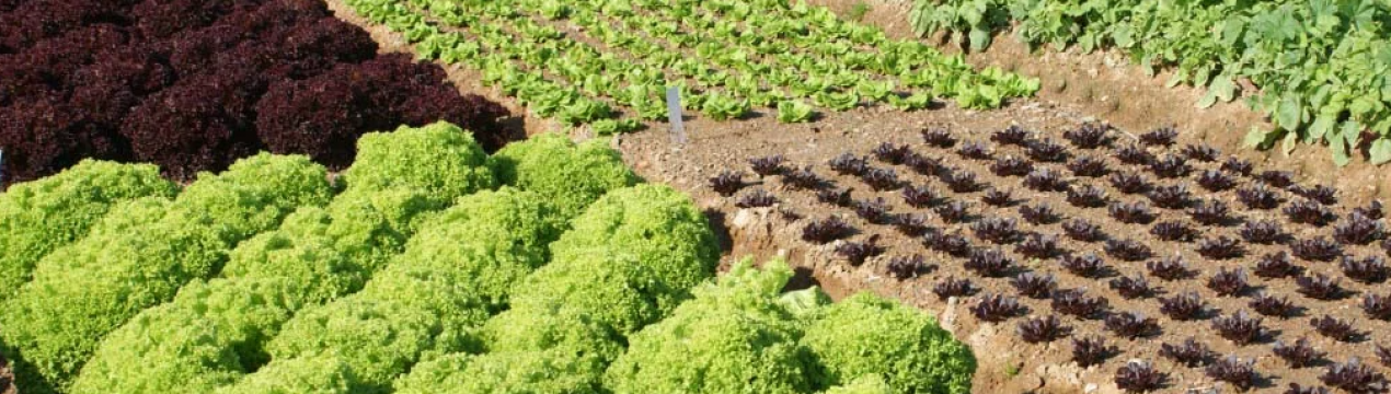 Ніколи не садіть ці рослини на одне і те ж місце