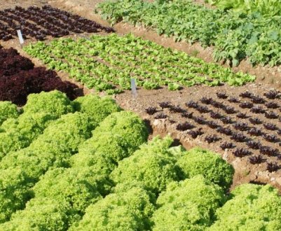 Ніколи не садіть ці рослини на одне і те ж місце
