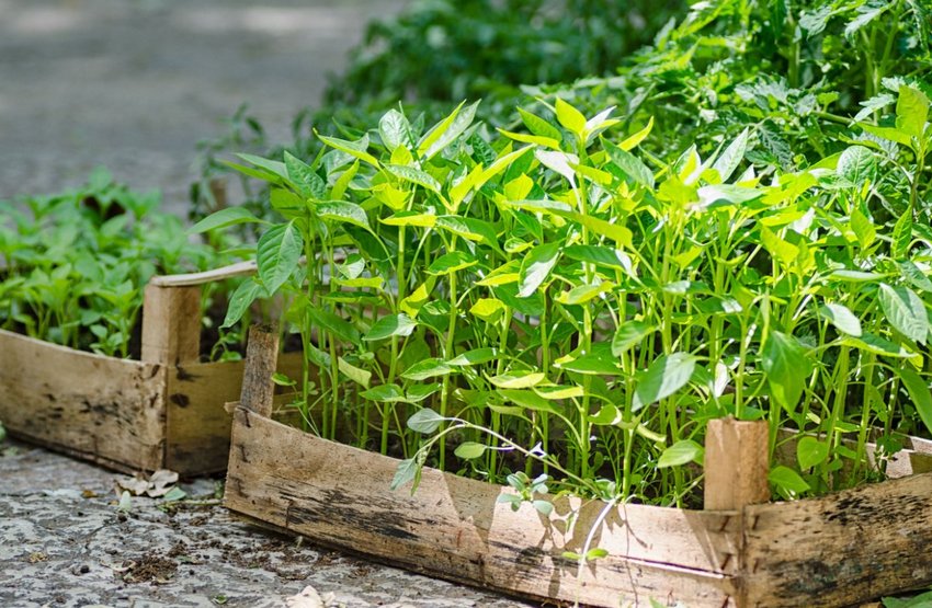 Розсада Розсада