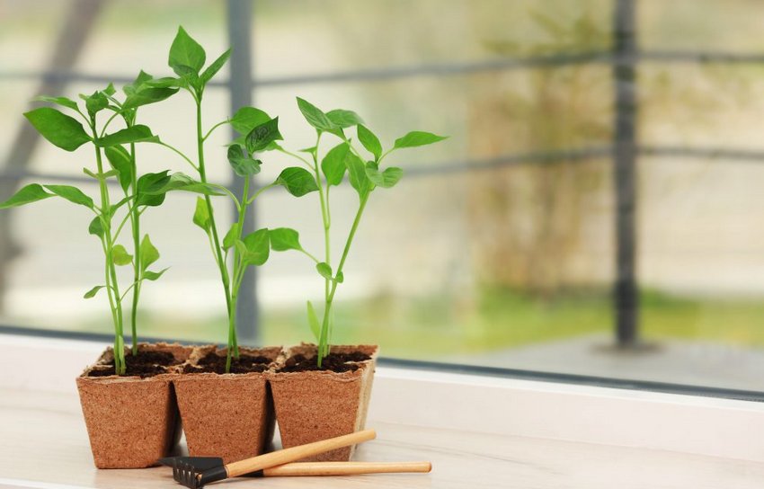 Розсада Розсада