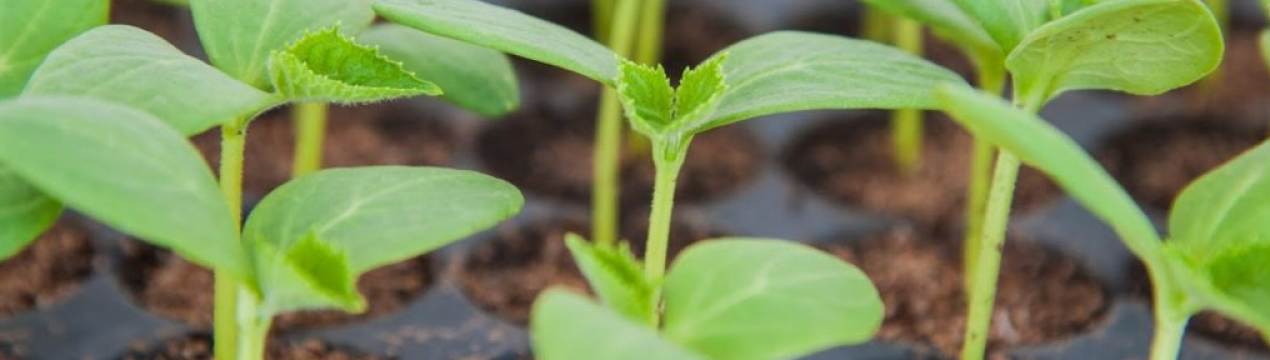 Вони знищать вашу розсаду! 5 компонентів, які ні в якому разі не можна додавати в ґрунт